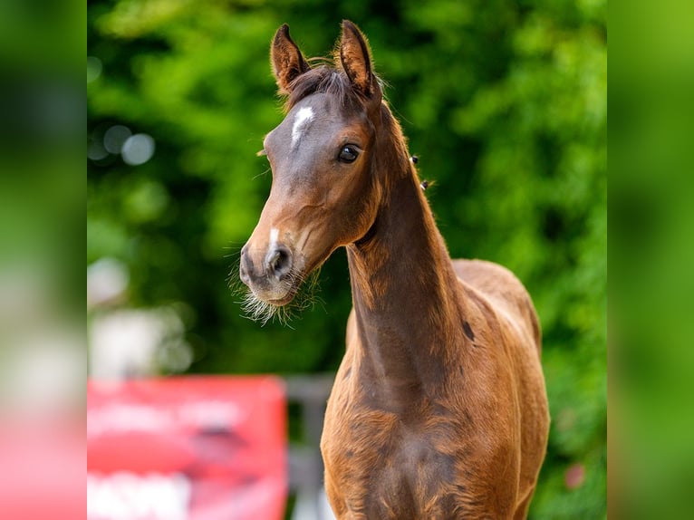 Westfaliano Stallone Puledri (03/2026) Baio in Mnster-Handorf