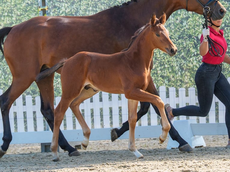 Westfaliano Stallone Puledri (05/2026) Baio in Mnster-Handorf