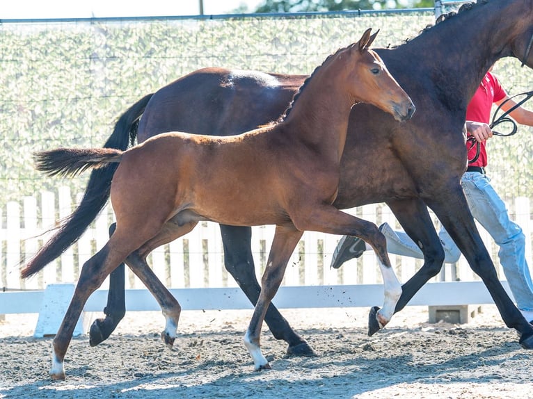 Westfaliano Stallone Puledri (06/2026) Baio in Mnster-Handorf