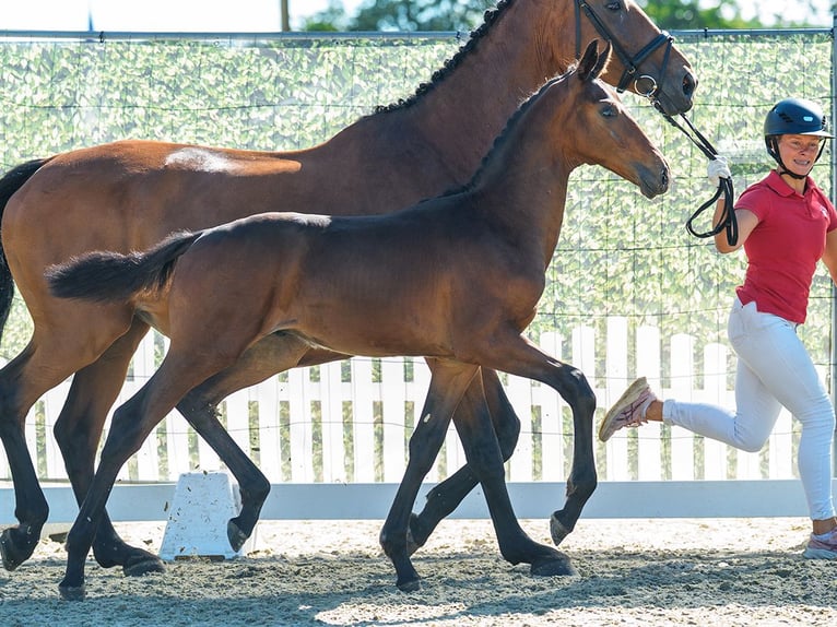Westfaliano Stallone Puledri (05/2026) Baio in Mnster-Handorf