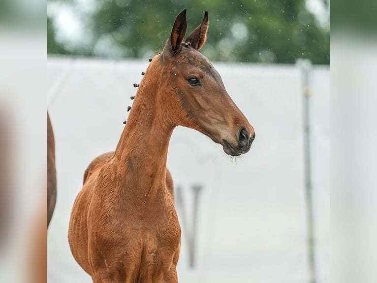 Westfaliano Stallone Puledri
 (04/2024) Baio in Münster-Handorf