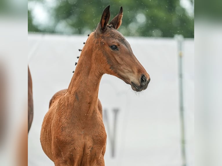 Westfaliano Stallone Puledri (04/2024) Baio in Münster-Handorf