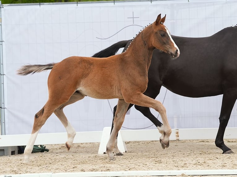 Westfaliano Stallone Puledri
 (02/2024) Baio in Münster-Handorf