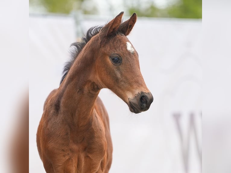 Westfaliano Stallone Puledri (03/2024) Baio in Münster-Handorf