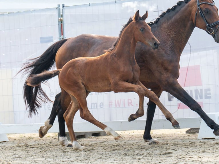 Westfaliano Stallone Puledri
 (06/2024) Baio in Münster-Handorf