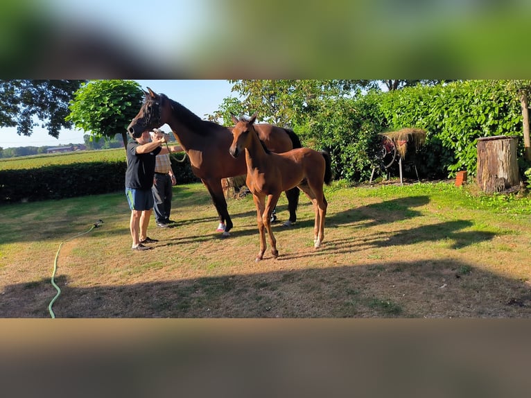 Westfaliano Stallone Puledri (06/2026) Baio in Ringe