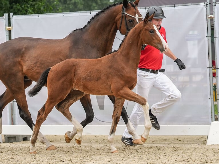 Westfaliano Stallone Puledri
 (05/2024) Baio in Warendorf