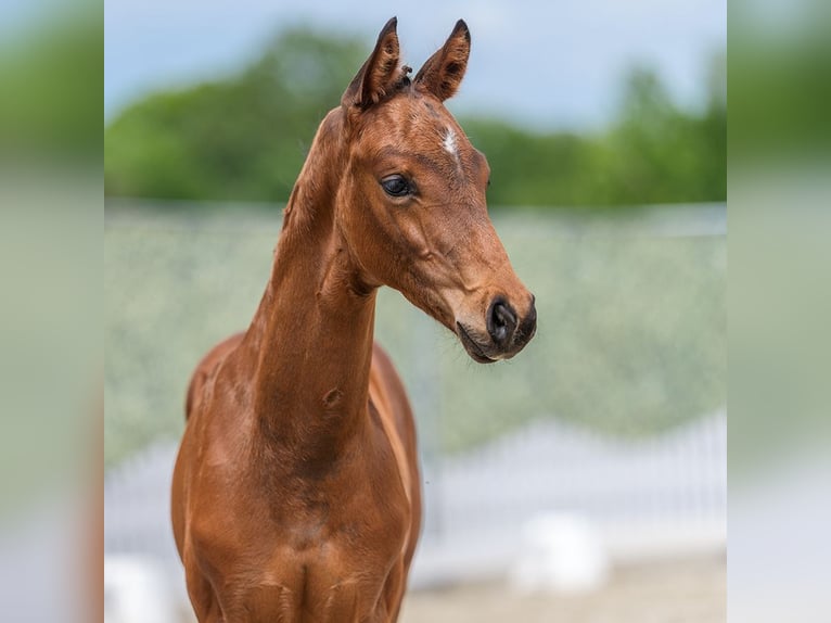 Westfaliano Stallone Puledri (04/2026) Baio in Wettringen