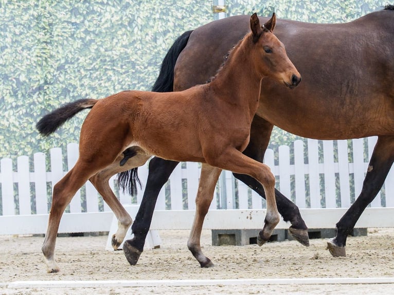 Westfaliano Stallone Puledri (04/2026) Baio in Wettringen