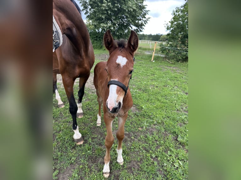 Westfaliano Stallone  Baio in L&#xFC;dinghausen