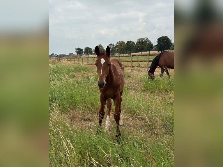 Westfaliano Stallone Puledri (04/2026) Baio in Weilerswist