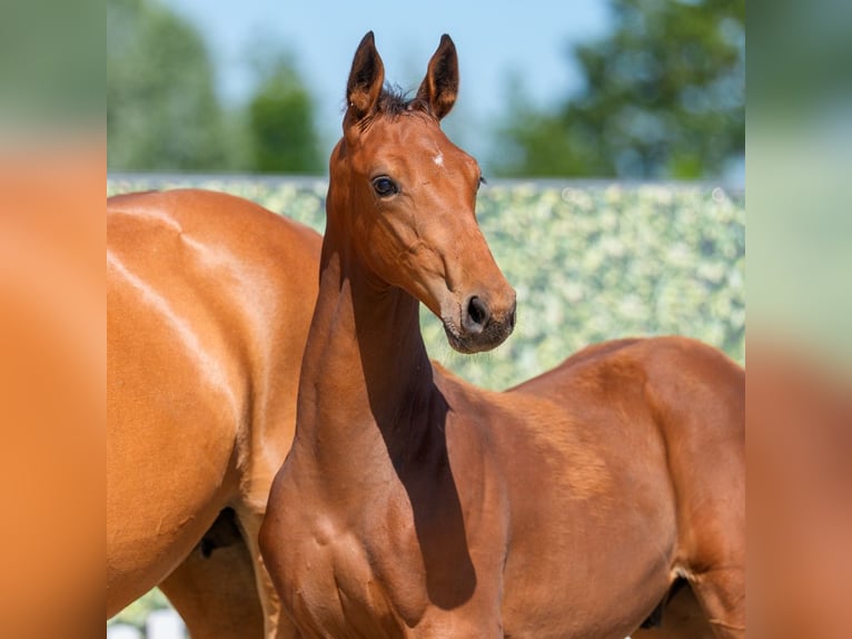 Westfaliano Stallone Puledri (04/2026) Baio in Mnster-Handorf