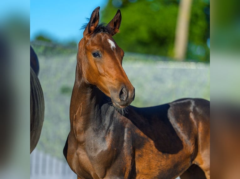 Westfaliano Stallone Puledri (04/2026) Baio in Mnster-Handorf