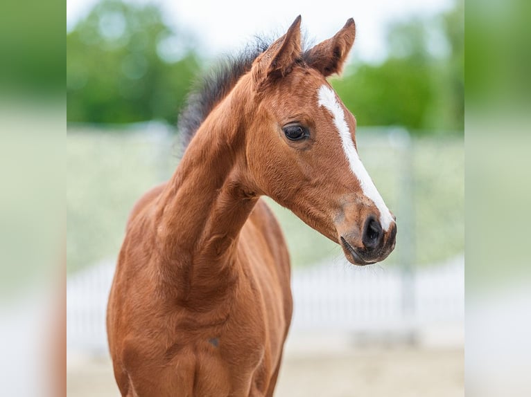 Westfaliano Stallone Puledri (04/2026) Baio in Mnster-Handorf