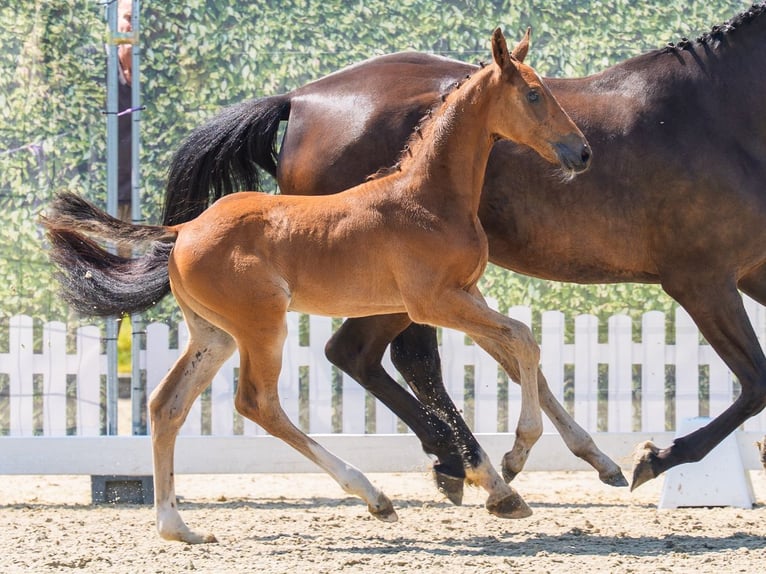 Westfaliano Stallone Puledri (05/2026) Baio in Mnster-Handorf
