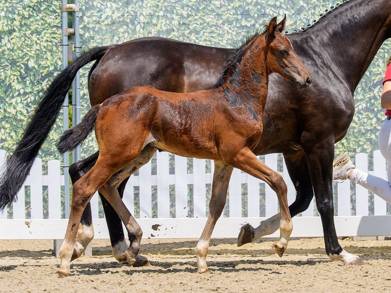 Westfaliano Stallone Puledri (05/2026) Baio in Mnster-Handorf