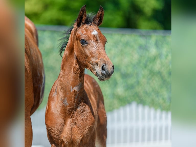 Westfaliano Stallone Puledri (05/2026) Baio in Mnster-Handorf