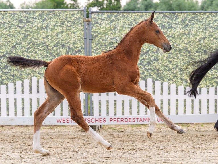 Westfaliano Stallone Puledri (04/2026) Baio in Mnster-Handorf