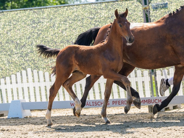 Westfaliano Stallone Puledri (04/2026) Baio in Mnster-Handorf
