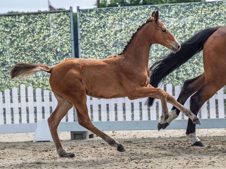 Westfaliano Stallone  Baio in M&#xFC;nster Handorf