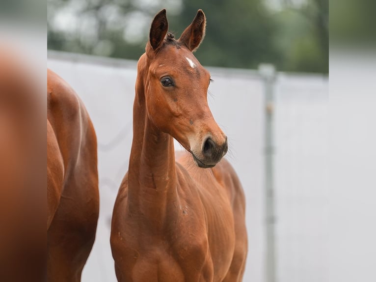 Westfaliano Stallone Puledri
 (03/2024) Baio in Münster-Handorf