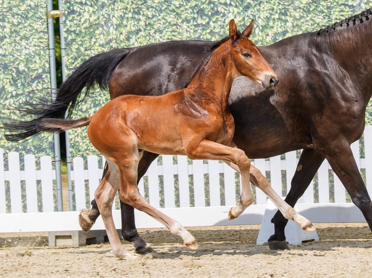 Westfaliano Stallone Puledri (05/2026) Baio in Riesenbeck
