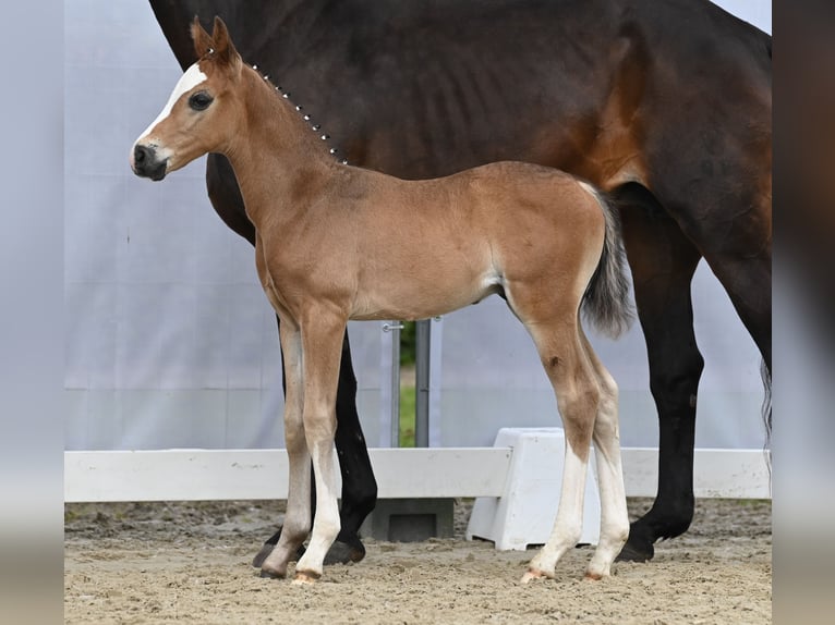 Westfaliano Stallone Puledri (05/2024) Baio nero in Reichenwalde