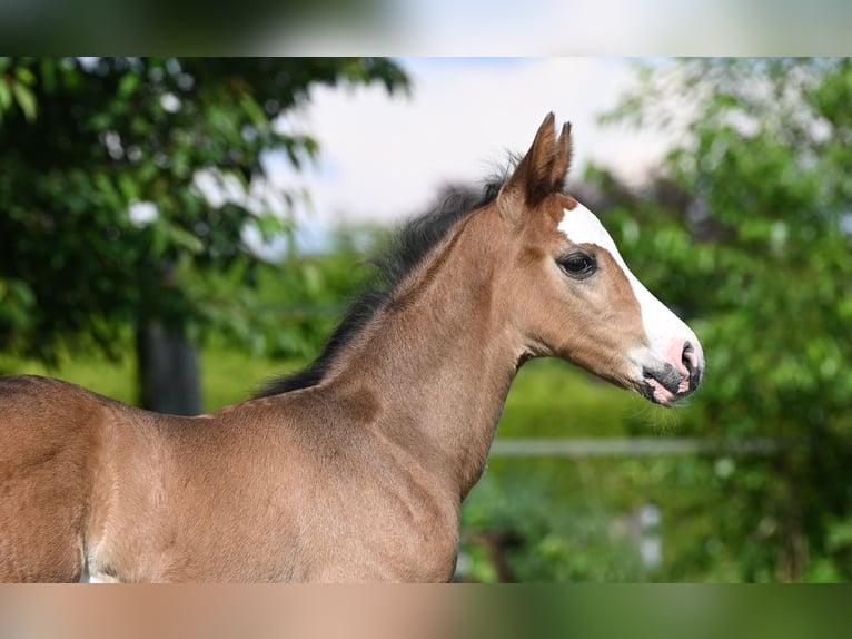 Westfaliano Stallone Puledri (05/2024) Baio nero in Reichenwalde