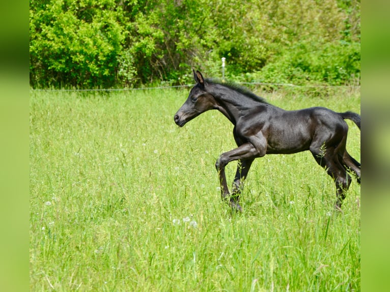 Westfaliano Stallone Puledri (05/2026) Baio nero in Soest