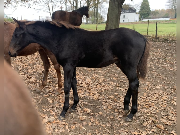 Westfaliano Stallone Puledri (06/2024) Baio nero in Drolshagen