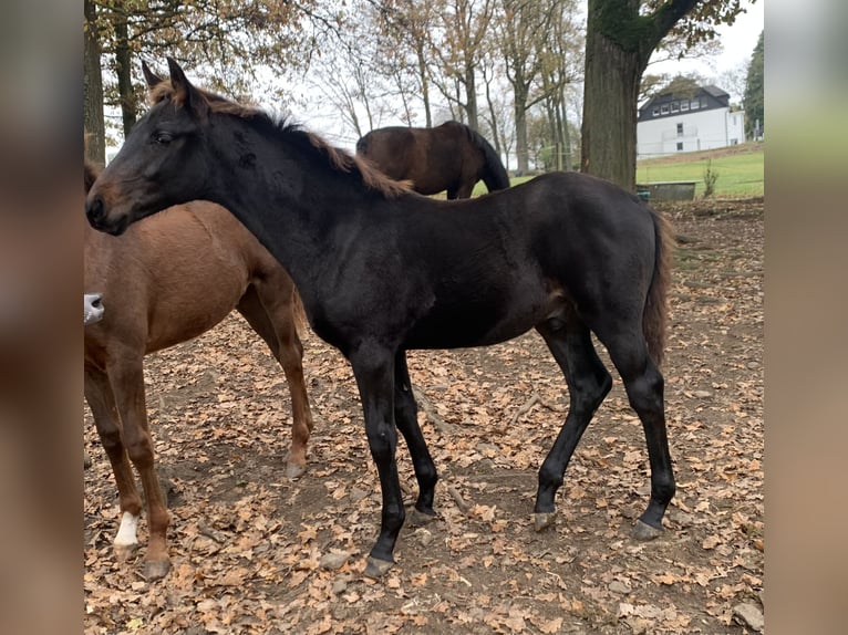 Westfaliano Stallone Puledri (06/2024) Baio nero in Drolshagen