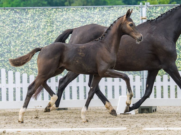 Westfaliano Stallone Puledri (03/2026) Baio nero in Mnster-Handorf