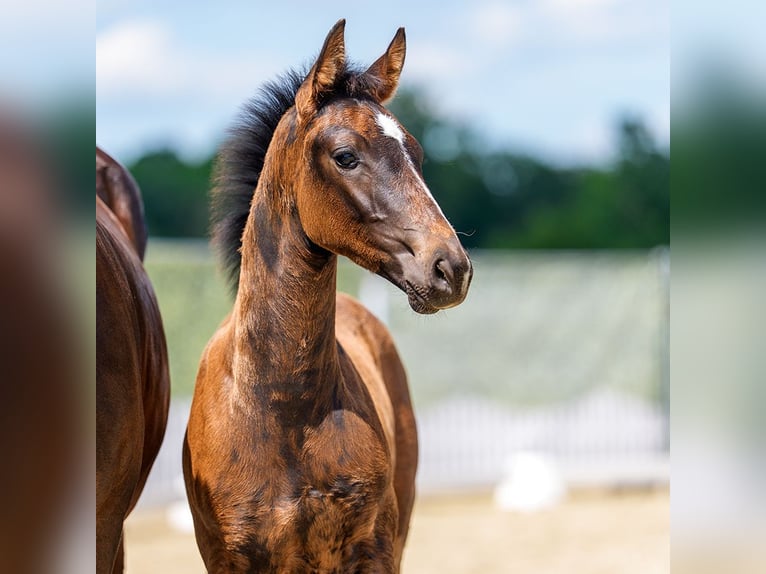 Westfaliano Stallone Puledri (04/2026) Baio nero in Mnster-Handorf