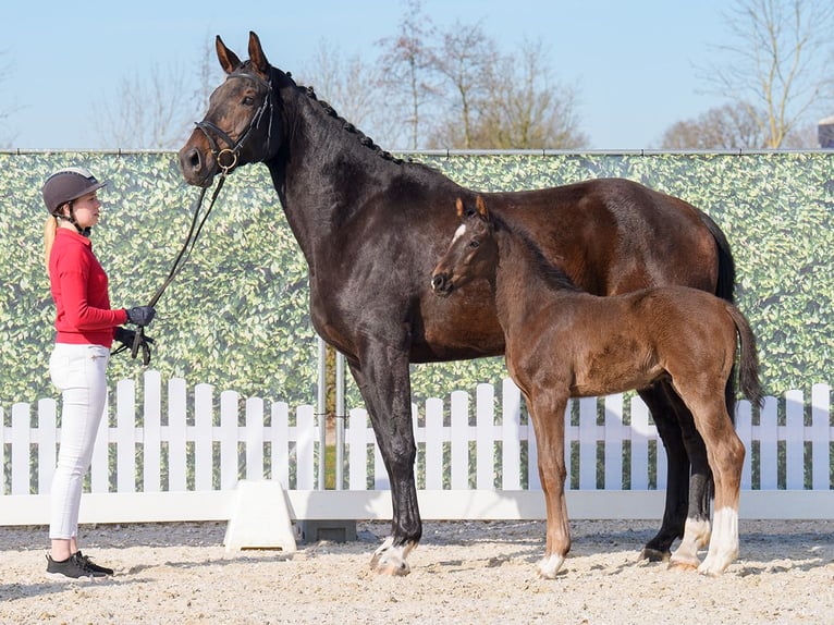 Westfaliano Stallone  Baio nero in Mnster-Handorf