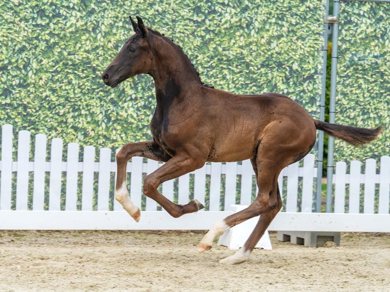 Westfaliano Stallone Puledri (04/2026) Baio nero in Mnster-Handorf