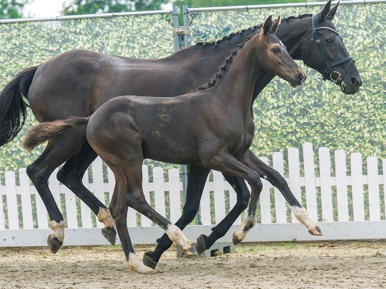 Westfaliano Stallone Puledri (03/2026) Baio nero in Mnster-Handorf