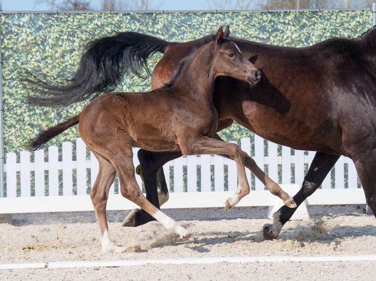 Westfaliano Stallone  Baio nero in Mnster-Handorf