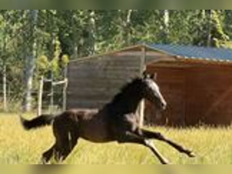 Westfaliano Stallone Puledri (04/2026) Baio nero in Windesheim
