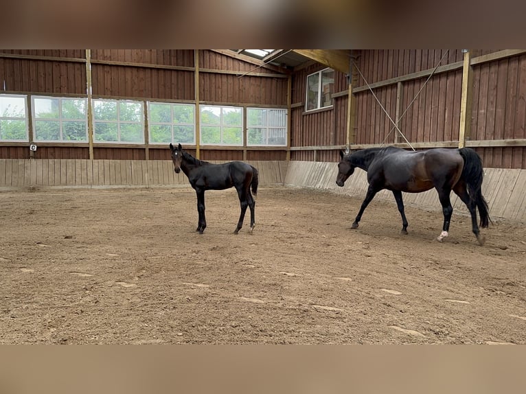 Westfaliano Stallone Puledri (03/2026) Baio scuro in Arnsberg