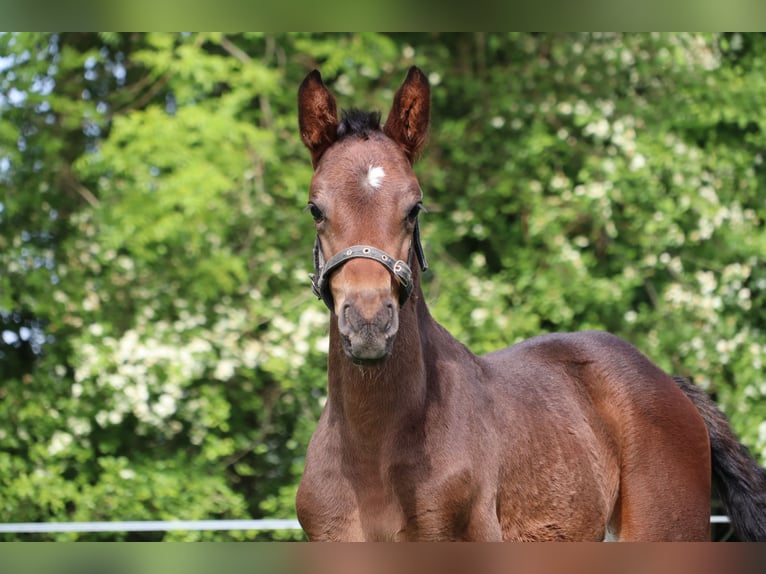 Westfaliano Stallone  Baio scuro in Lippstadt