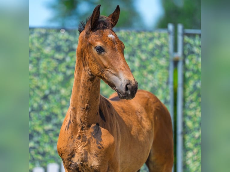 Westfaliano Stallone Puledri (05/2026) Baio scuro in Mnster-Handorf