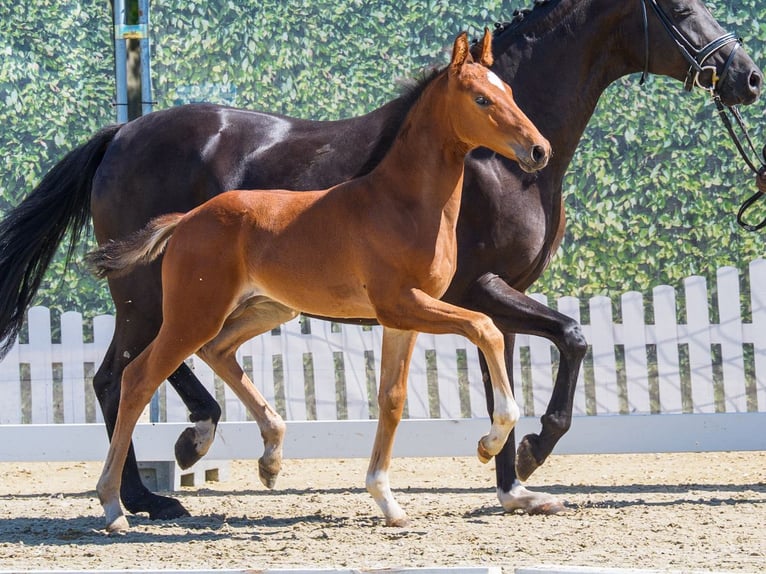 Westfaliano Stallone Puledri (06/2026) Baio scuro in Mnster-Handorf