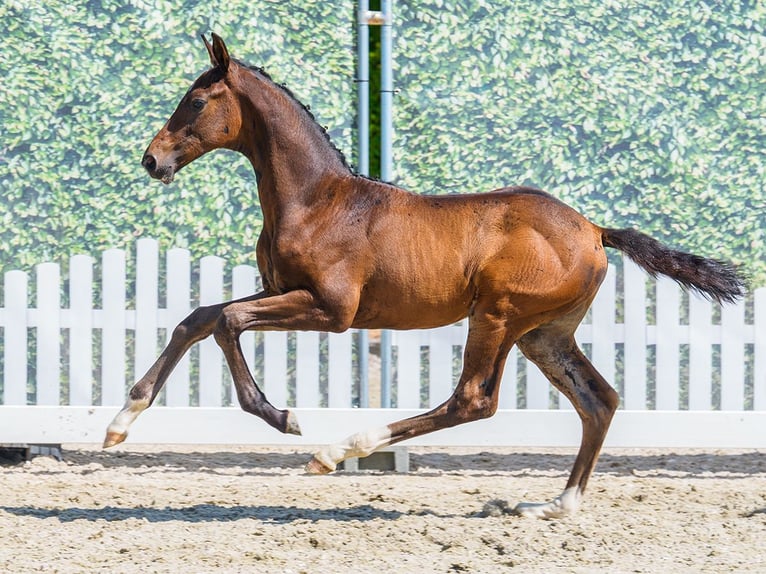 Westfaliano Stallone Puledri (06/2026) Baio scuro in Mnster-Handorf
