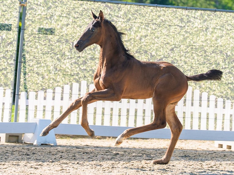 Westfaliano Stallone Puledri (05/2026) Baio scuro in Mnster-Handorf