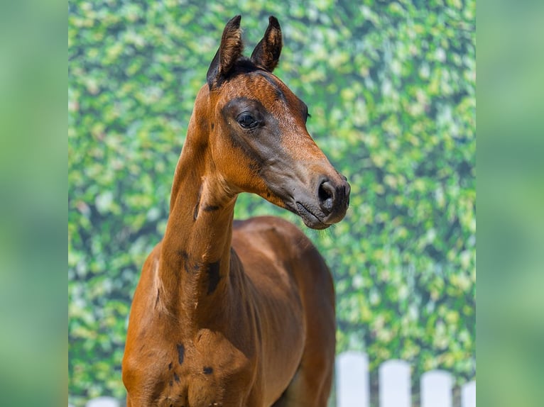 Westfaliano Stallone Puledri (06/2026) Baio scuro in Mnster-Handorf