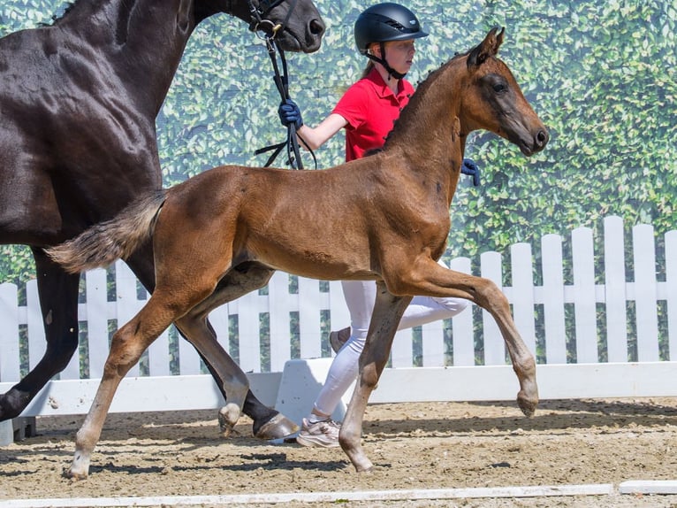 Westfaliano Stallone Puledri (06/2026) Baio scuro in Mnster-Handorf