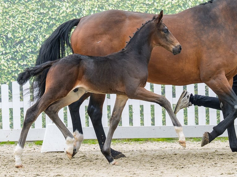 Westfaliano Stallone Puledri (04/2026) Baio scuro in Mnster-Handorf
