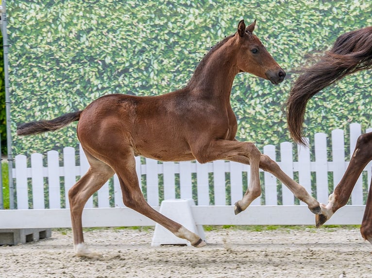Westfaliano Stallone Puledri (04/2026) Baio scuro in Mnster-Handorf