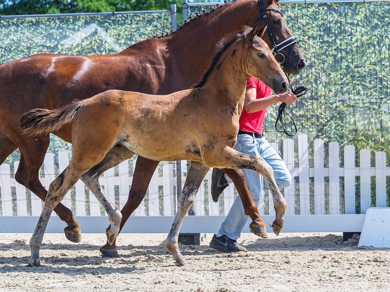 Westfaliano Stallone Puledri (05/2026) Baio scuro in Mnster-Handorf