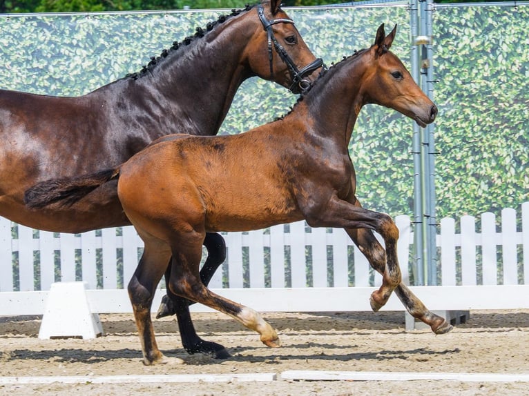 Westfaliano Stallone Puledri (05/2026) Baio scuro in Mnster-Handorf